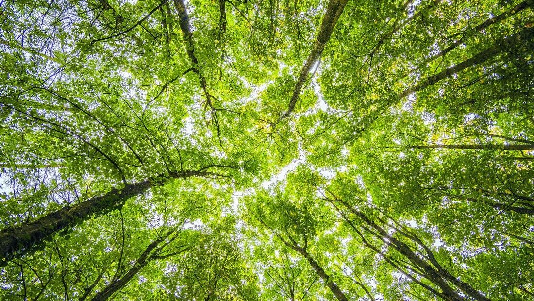 Kein Titel (1920 x 1080 px) (LinkedIn-Werbeanzeige mit Einzelbild) - 33