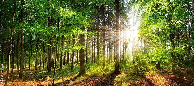 Wald.jpeg