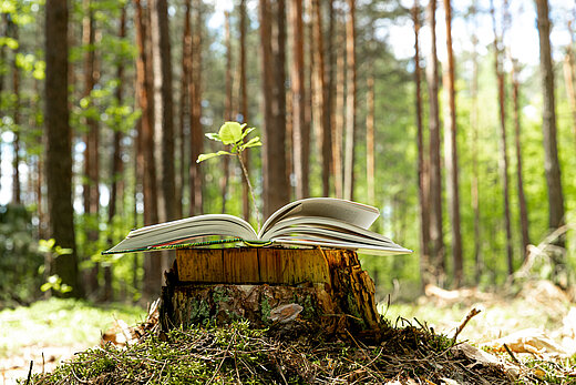 Aus einem alten Buch, das auf einem Baumstumpf im Wald liegt, wächst eine kleine Pflanze. Freundliche sommerliche Atmosphäre.