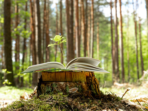 Aus einem alten Buch, das auf einem Baumstumpf im Wald liegt, wächst eine kleine Pflanze. Freundliche sommerliche Atmosphäre.