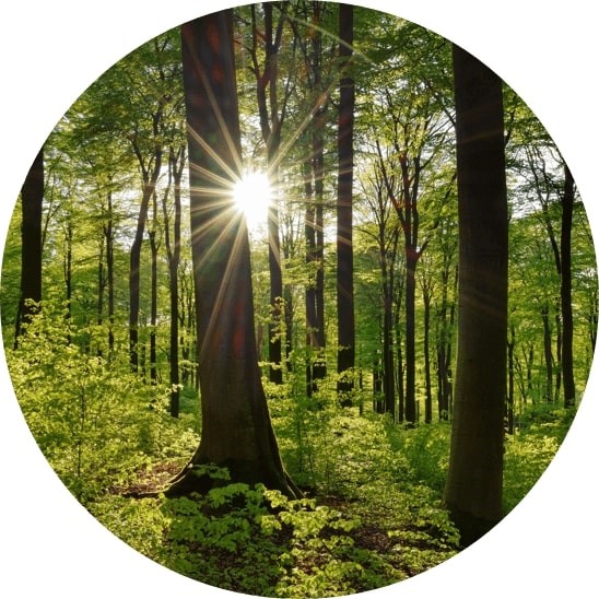 Wald.jpg Wald.jpg